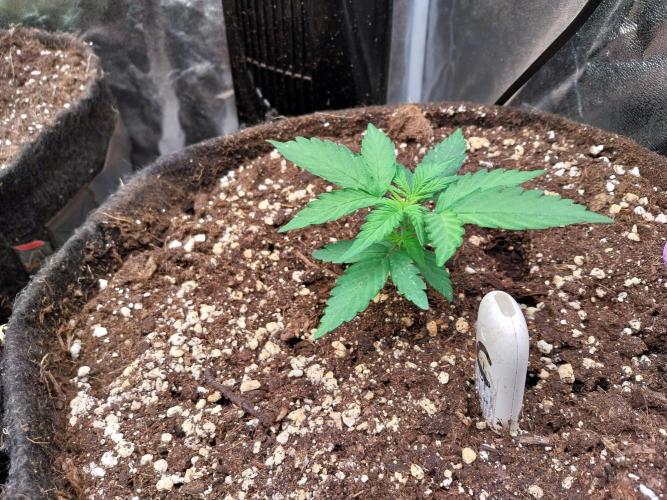 Palle leho. Week 4 - 04/02