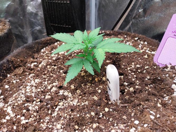 Palle leho. Week 4 - 05/02