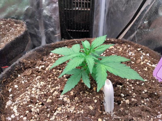 Palle leho. Week 4 - 06/02