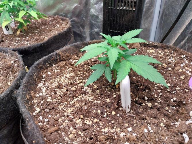 Palle leho. Week 4 - 07/02