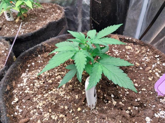 Palle leho. Week 4 - 08/02