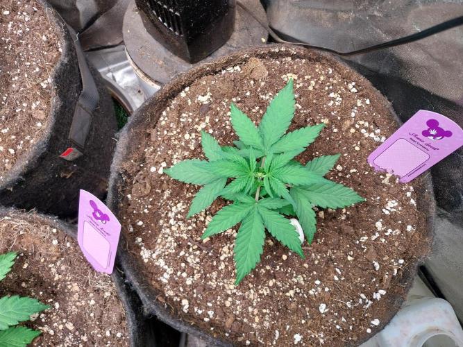 Palle leho. Week 4 - 09/02