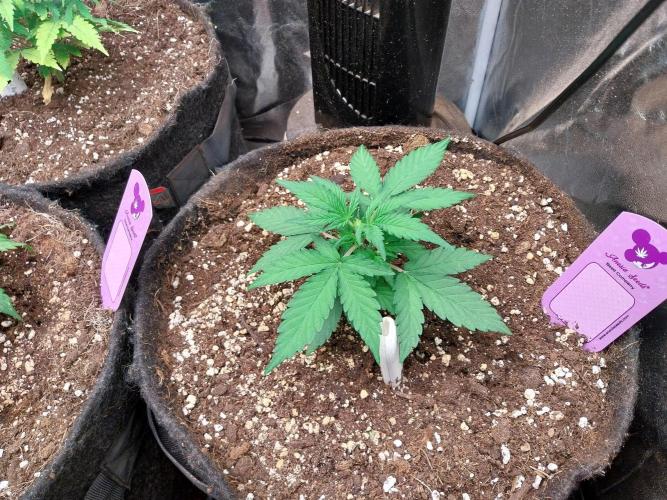 Palle leho. Week 4 - 09/02