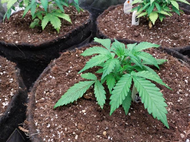 kongette. Week 3 - 04/02