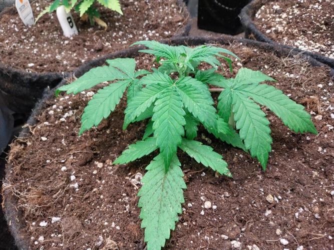 kongette. Week 3 - 05/02