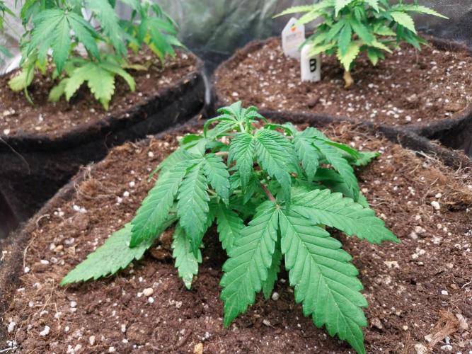 kongette. Week 3 - 06/02