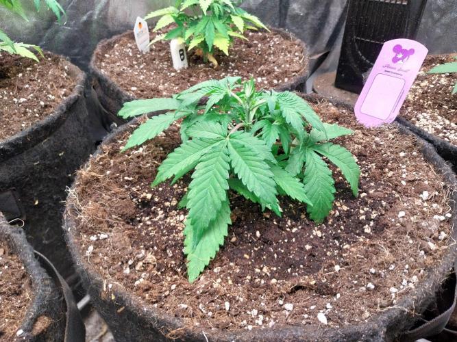 kongette. Week 3 - 07/02