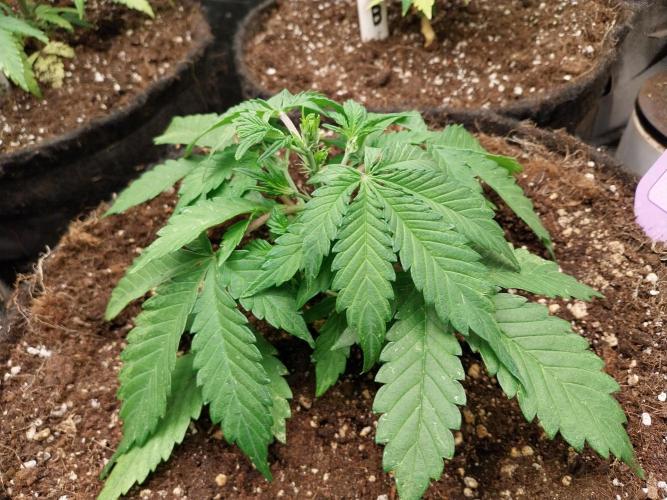 kongette. Week 3 - 08/02