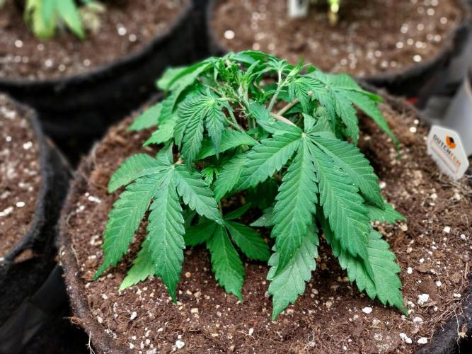 kongette. Week 3 - 10/02