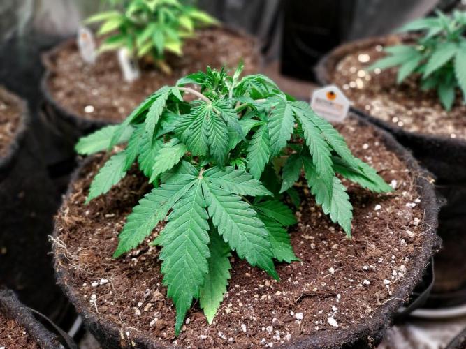 kongette. Week 3 - 10/02