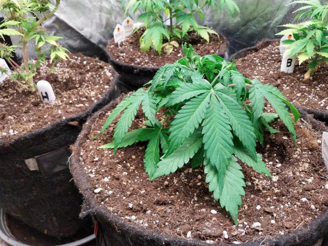 kongette. Week 3 - 10/02