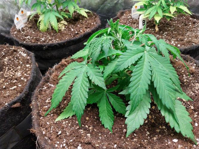 kongette. Week 3 - 10/02