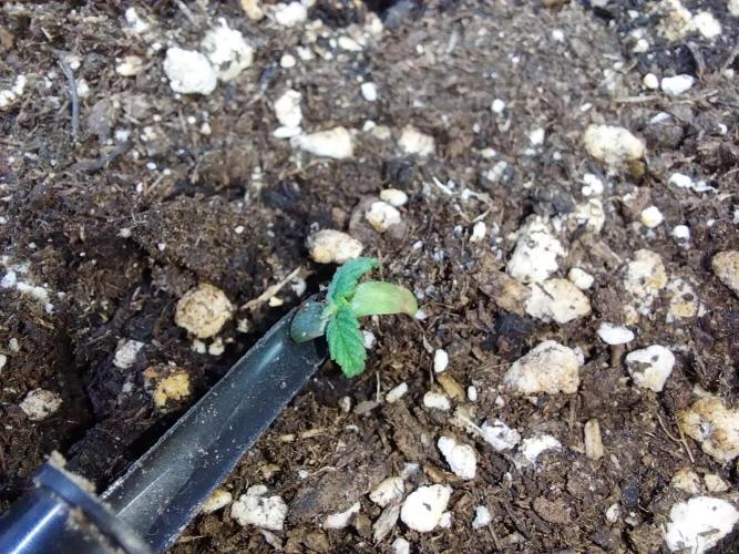 Lassape Ollogie. Week 2 - 05/02