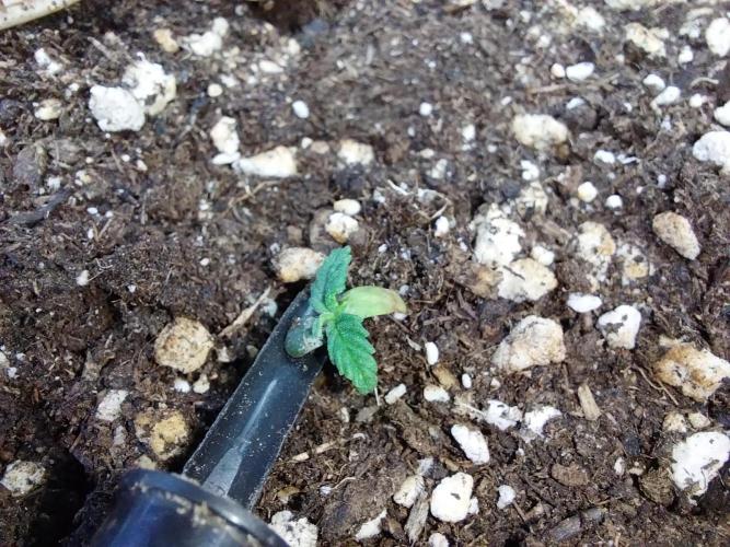 Lassape Ollogie. Week 2 - 06/02