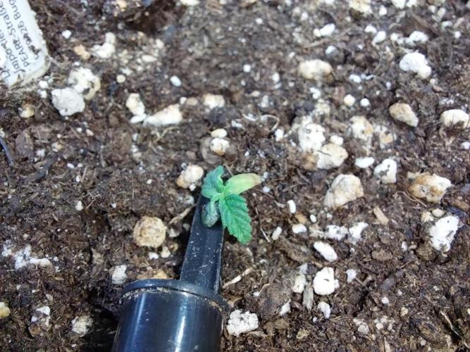 Lassape Ollogie. Week 2 - 07/02