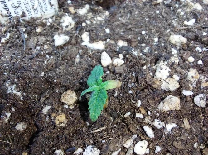 Lassape Ollogie. Week 2 - 08/02