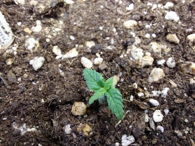 Lassape Ollogie. Week 2 - 09/02