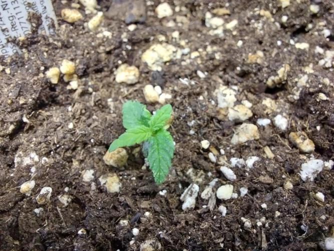 Lassape Ollogie. Week 2 - 11/02