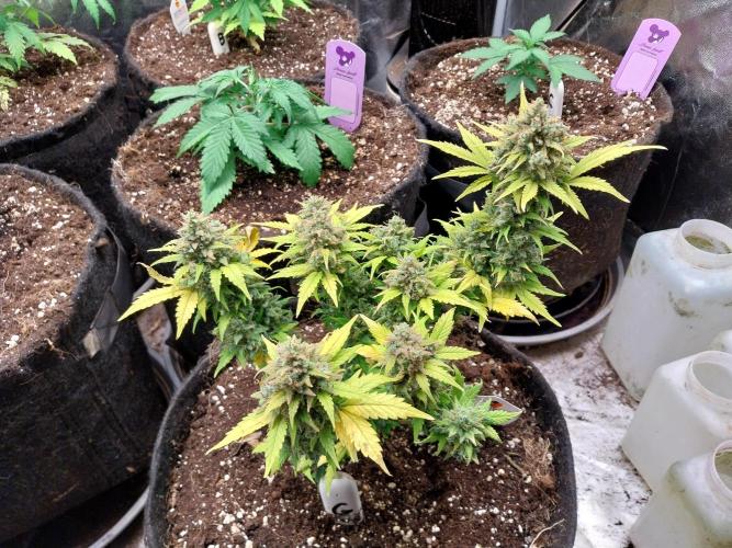 Quoitesqueu. Week 13 - 07/02