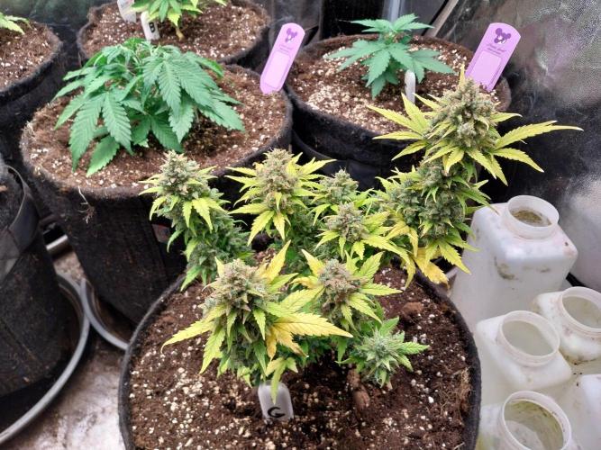 Quoitesqueu. Week 13 - 09/02