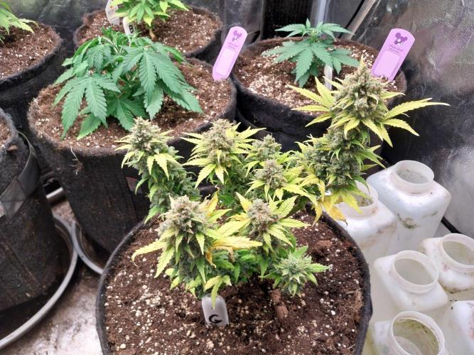 Quoitesqueu. Week 13 - 10/02