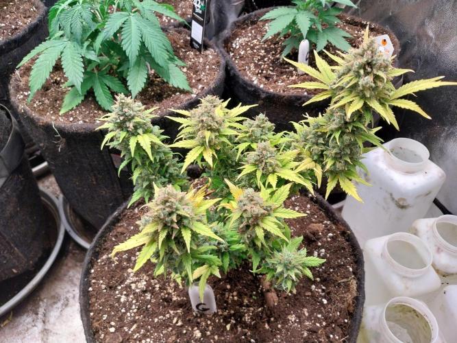 Quoitesqueu. Week 13 - 11/02