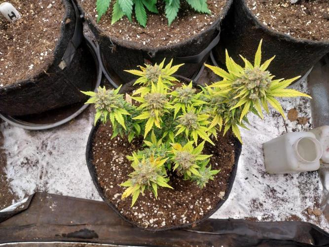 Quoitesqueu. Week 13 - 12/02