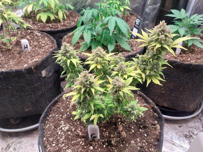 Quoitesqueu. Week 13 - 12/02