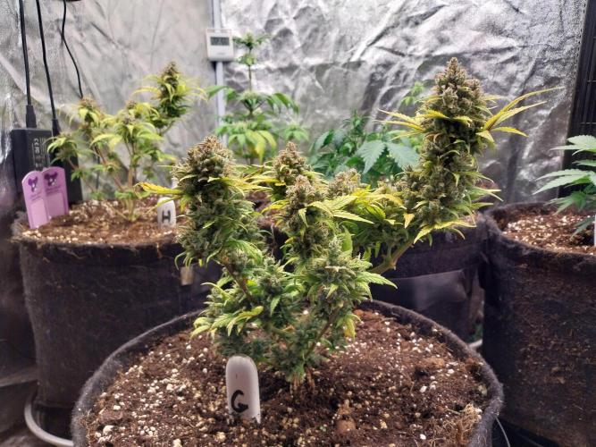 Quoitesqueu. Week 13 - 12/02