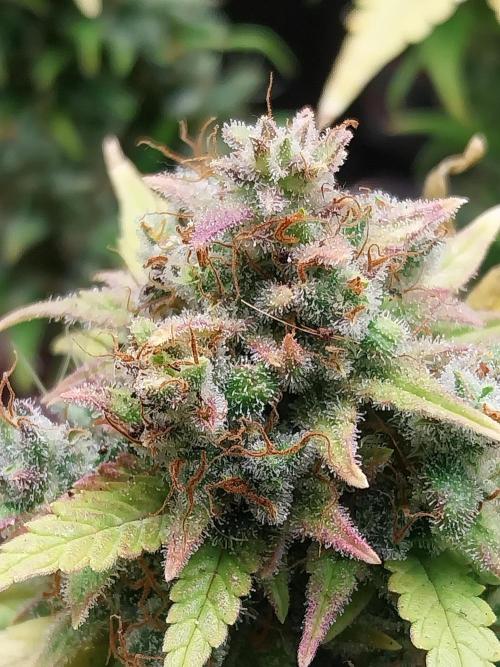 Quoitesqueu. Week 13 - 12/02