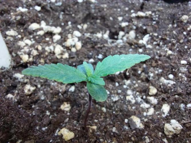 Rappa et mintal. Week 1 - 06/02