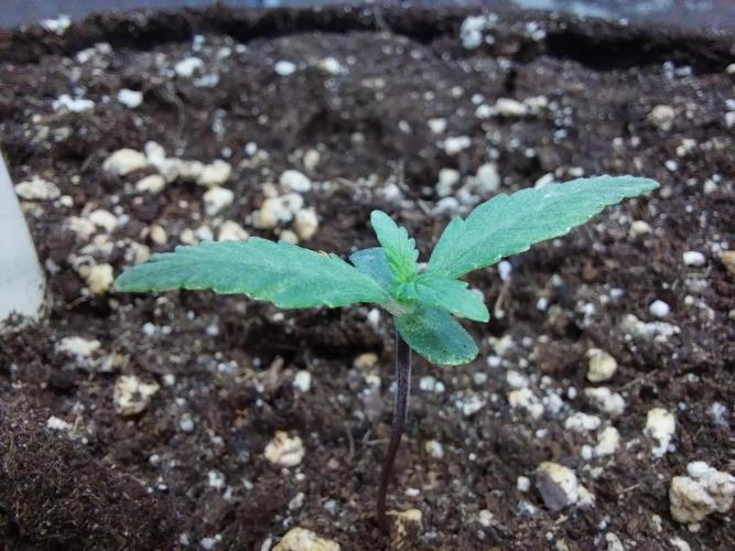 Rappa et mintal. Week 1 - 07/02