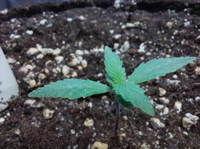 Rappa et mintal. Week 1 - 09/02