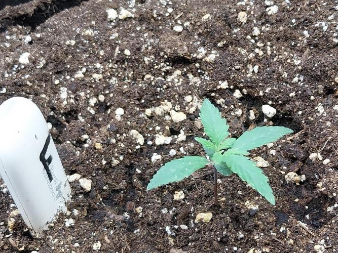 Rappa et mintal. Week 1 - 11/02