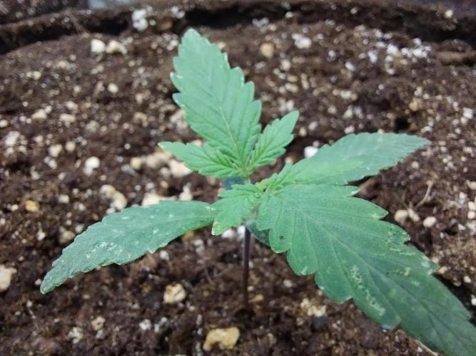 Rappa et mintal. Week 1 - 12/02