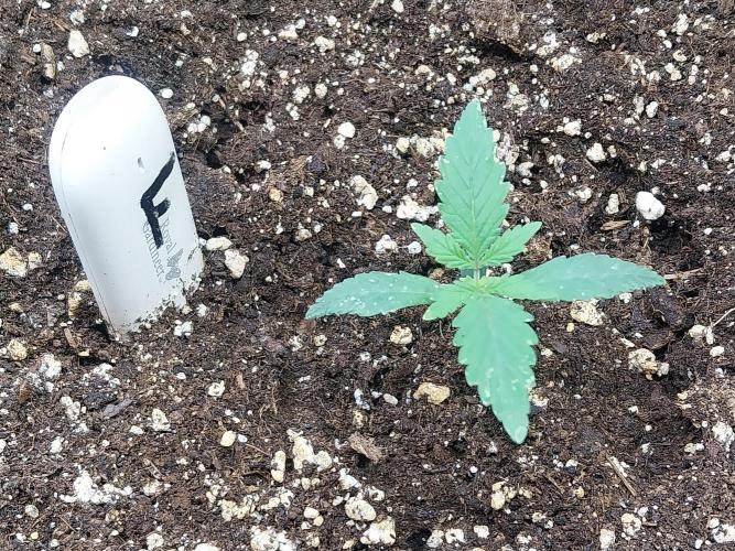 Rappa et mintal. Week 1 - 12/02