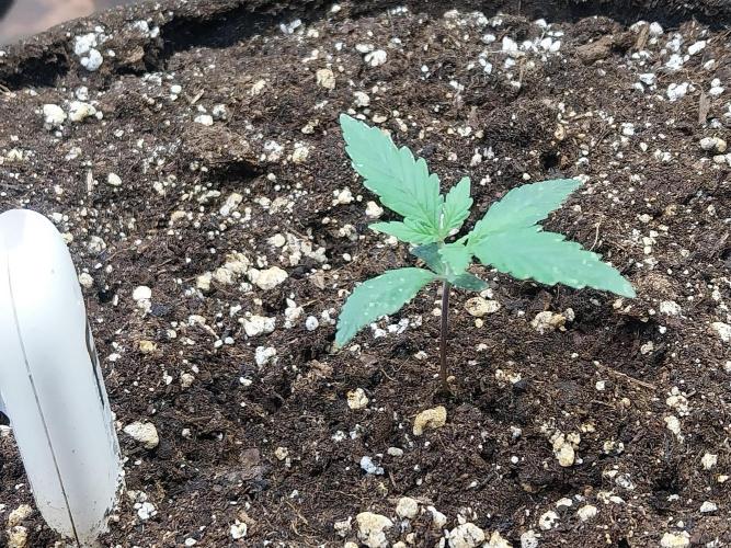 Rappa et mintal. Week 1 - 12/02