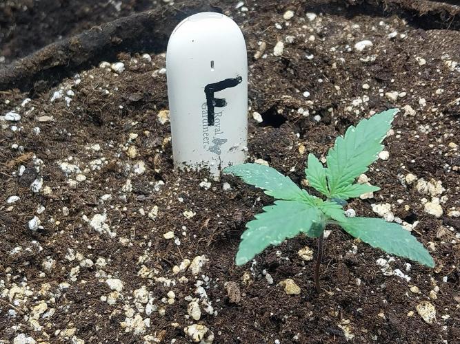 Rappa et mintal. Week 1 - 12/02