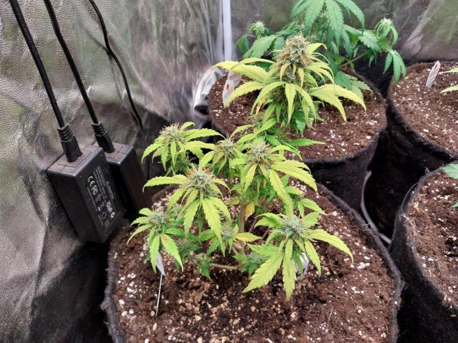 habannon. Week 10 - 07/02