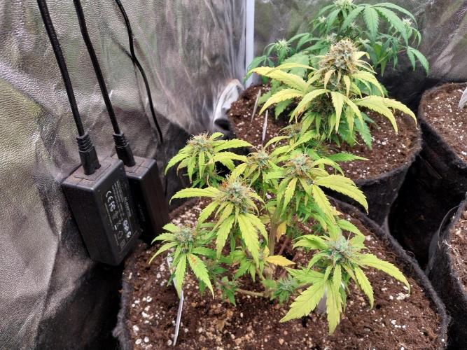 habannon. Week 10 - 08/02