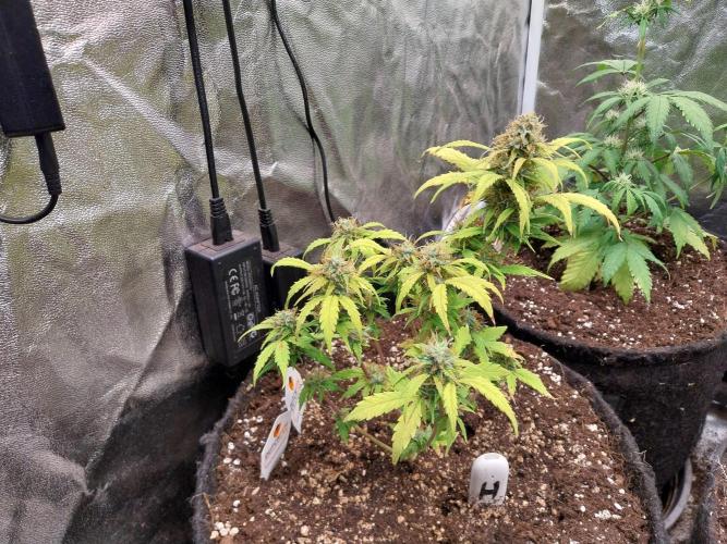 habannon. Week 10 - 09/02