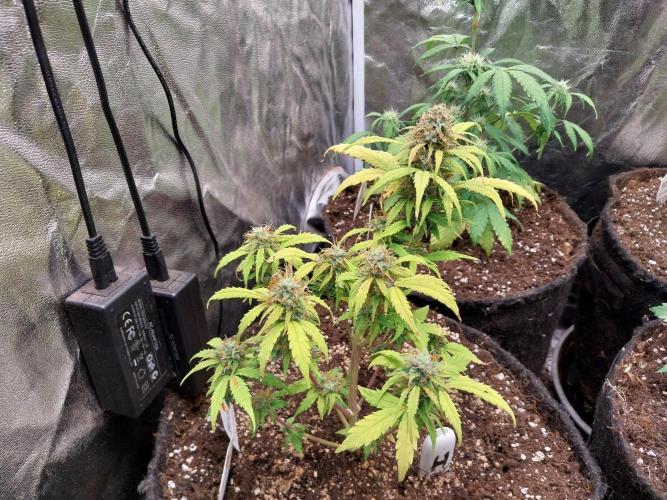 habannon. Week 10 - 10/02