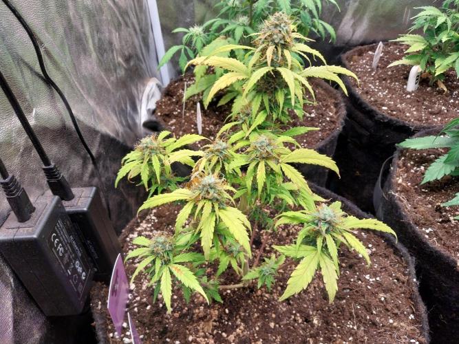 habannon. Week 10 - 11/02