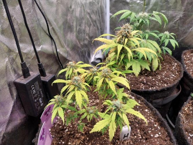 habannon. Week 10 - 12/02 