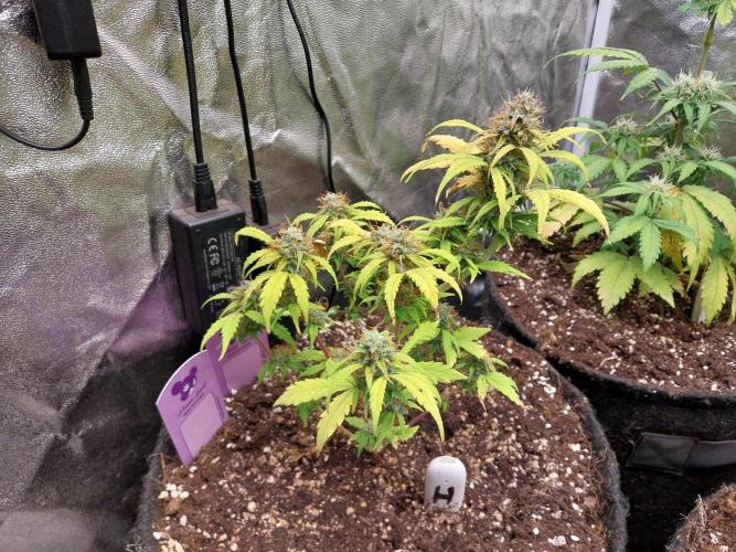 habannon. Week 10 - 13/02