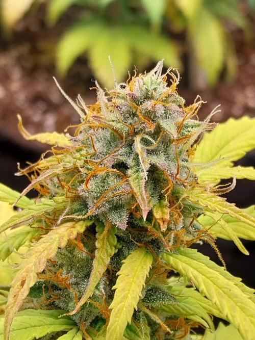 habannon. Week 10 - 13/02