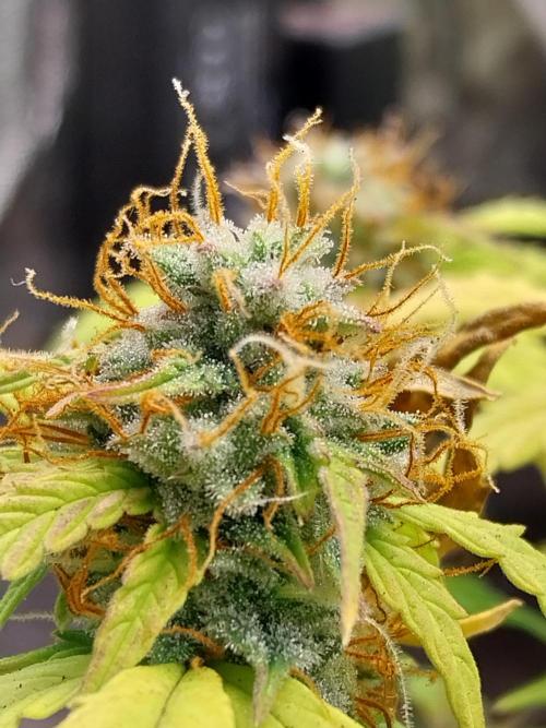 habannon. Week 10 - 13/02