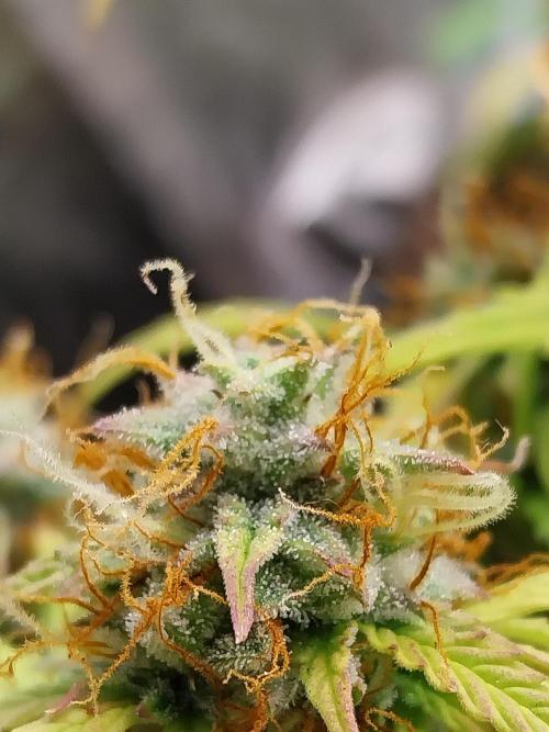 habannon. Week 10 - 13/02