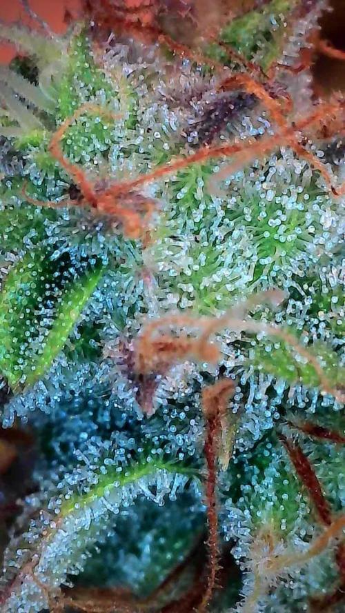 habannon. Week 10 - 13/02