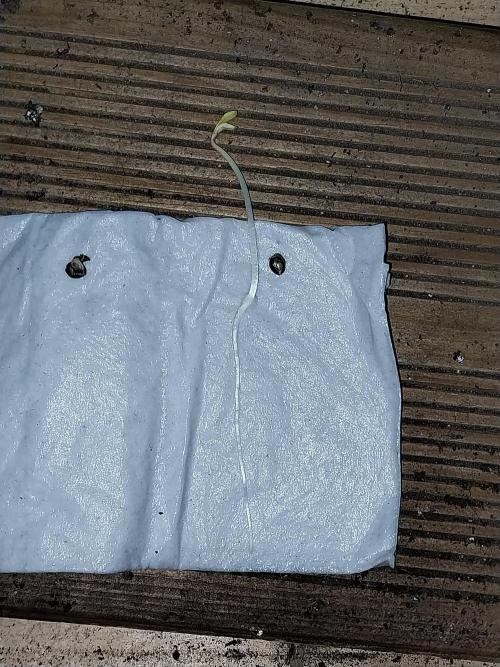 Erratatame. Week 0 - 10/02